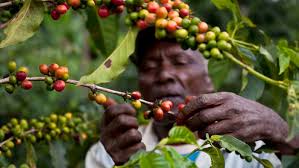 Are Office Bean To Cup Coffee Machines More Eco Friendly?